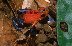 Dendrobatidae - Poison-dart Frogs