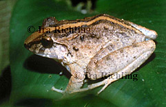 Eleutherodactylus fitzingeri