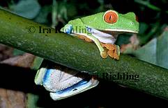 Hylidae - Treefrogs