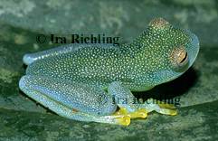 Centrolenidae - Glassfrogs