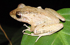 Eleutherodactylus fitzingeri/ crassidigitus