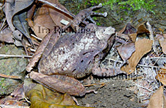 Eleutherodactylus cf. ranoides