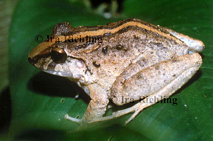 Eleutherodactylus fitzingeri.