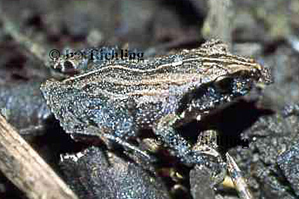 Eleutherodactylus bransfordii