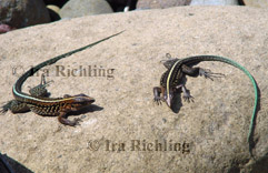 Teiidae - Whip-tailed Lizards