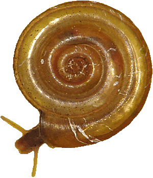 Anisus vorticulus