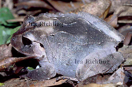 Eleutherodactylus megacephalus