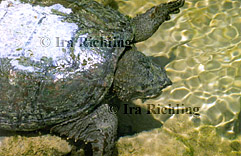 Testudines - Turtles