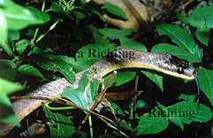 Colubridae - Colubrid Snakes