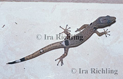Sphaerodactylus millepuntatus