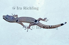 Gekkonidae - Geckos