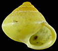 Helicina punctisulcata cuericiensis
