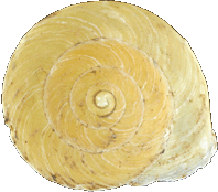 Shell of Geophorus agglutinans